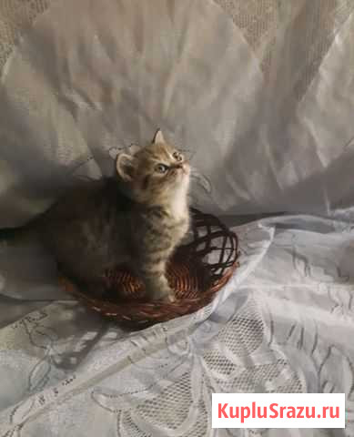 Шотландский скоттиш страйк Тосно - изображение 1