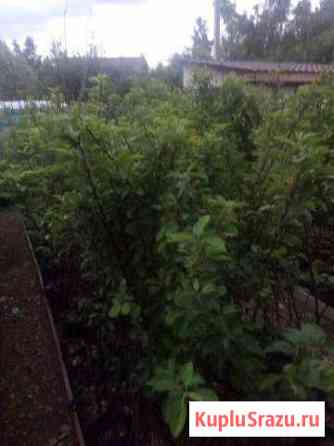 Саженцы,усы клубники оптом и в розницу Всеволожск