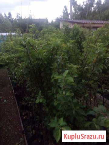 Саженцы,усы клубники оптом и в розницу Всеволожск - изображение 1