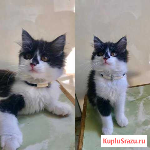 Котёнок бесплатно Яблоновский - изображение 1