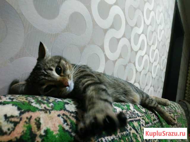Кошка в добрые, хорошие руки Бор - изображение 1