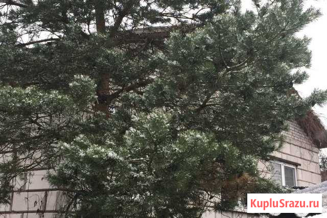  Кингисепп - изображение 1