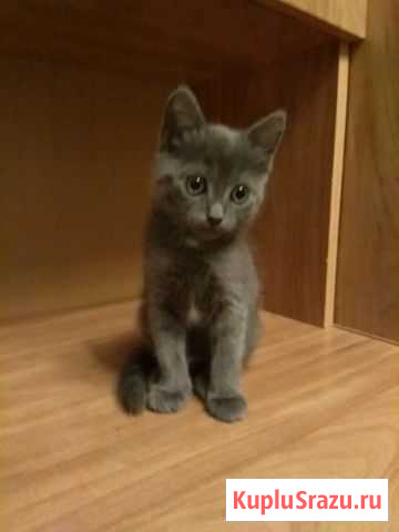 Отдам в хорошие руки Лодейное Поле - изображение 1