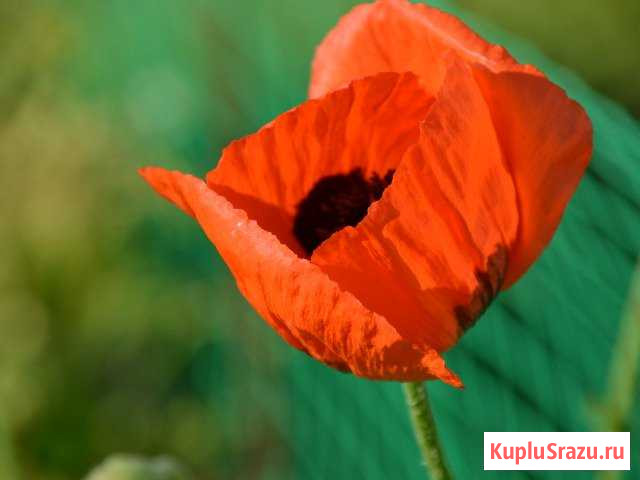 Мак восточный Всеволожск - изображение 1