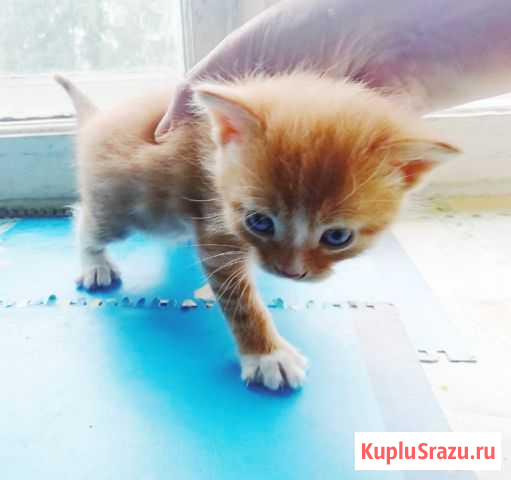Котики ищут хозяев Архангельск - изображение 1