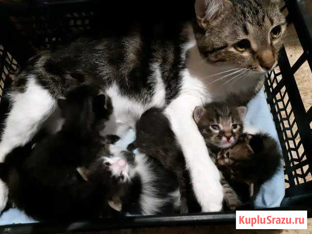 Котята Светлый Яр - изображение 1
