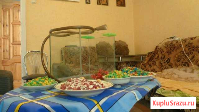 Аквариум и аксессуары к нему Камышин - изображение 1
