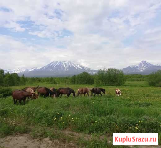 Туристический конный бизнес. Ферма Елизово - изображение 1