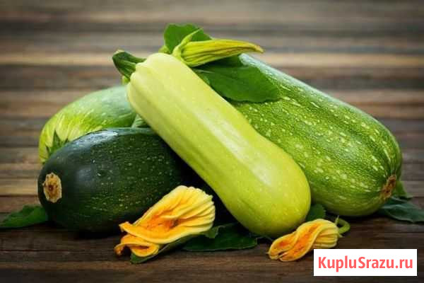 Кабачки Ливны - изображение 1