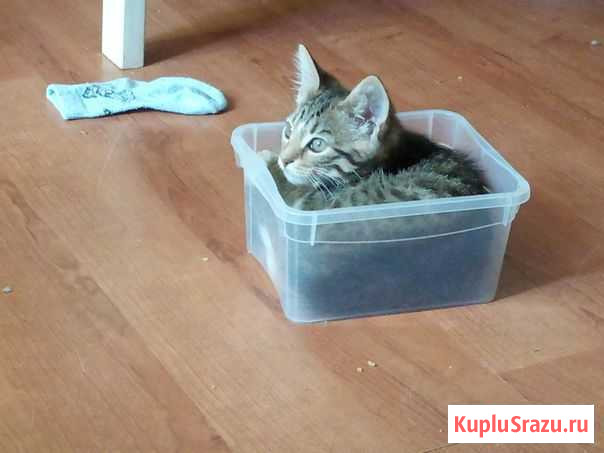 Котенок, 2 месяца, мальчик Архангельск - изображение 1