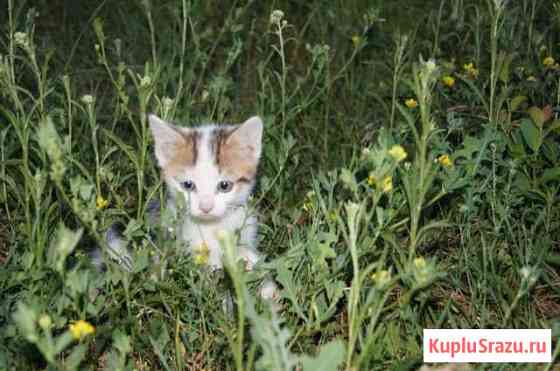 Котята шустрые и спокойные с доставкой Старый Оскол