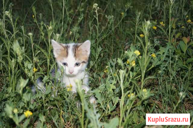 Котята шустрые и спокойные с доставкой Старый Оскол - изображение 1