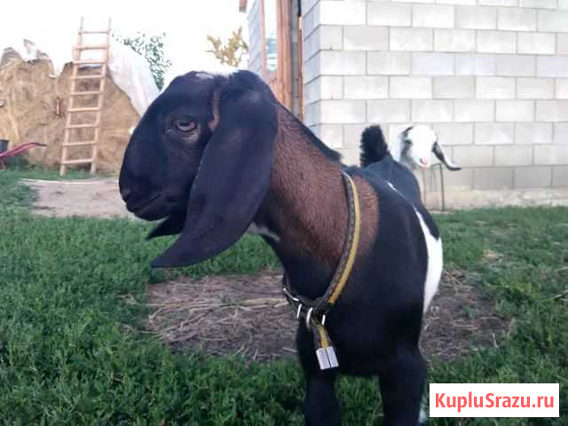 Англо- нубийские козочки и козлик Ровеньки - изображение 1