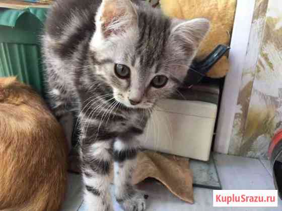 Отдам котенка Муром