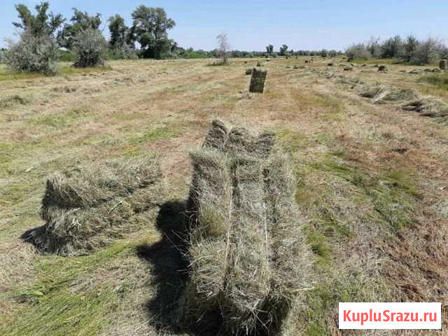 Сено в тюках Иловля - изображение 1