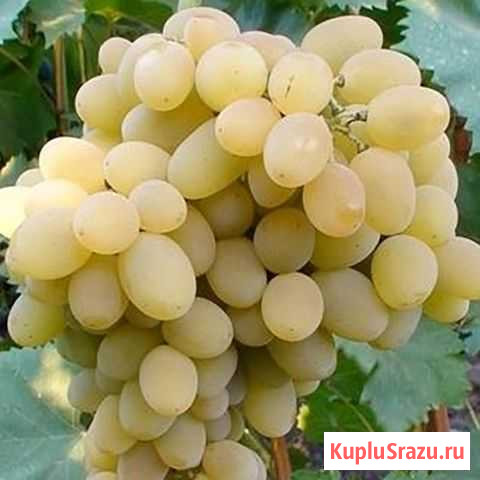 Виноградник Кизилюрт - изображение 1