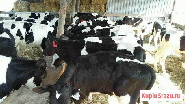 Телки Славск - изображение 1