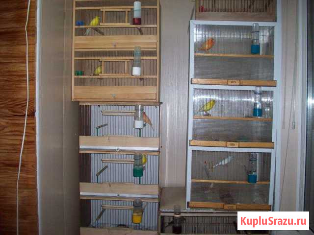 Канарейки Брянск - изображение 1