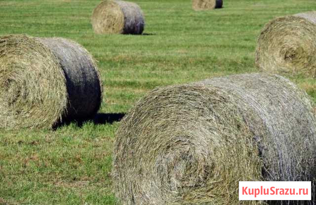 Сено Путевка - изображение 1