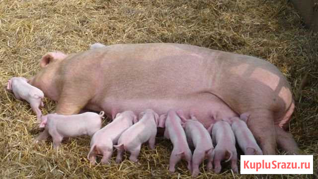 Поросенок ландрас Котельниково - изображение 1