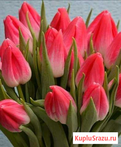 Старинные пластинки И СССР Череповец - изображение 1