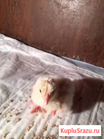 Бройлерные курицы Устье - изображение 1