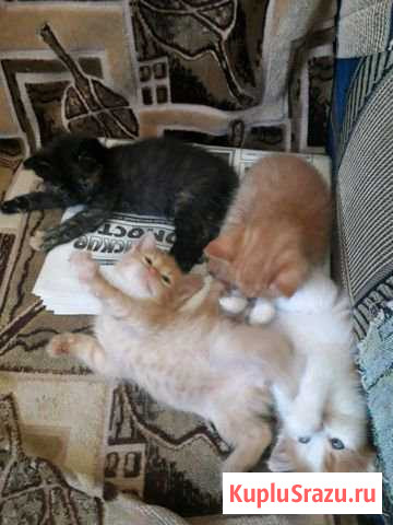 Котята Россошь - изображение 1