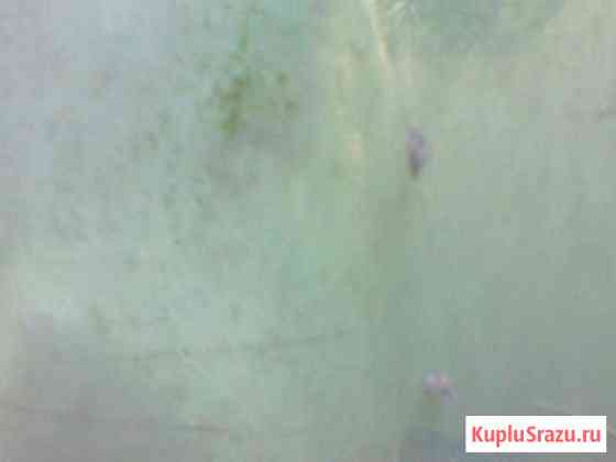 Мелании, М.Граниферы Кемерово