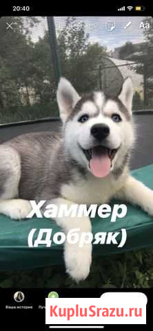 Щенки хаски Сыктывкар - изображение 1