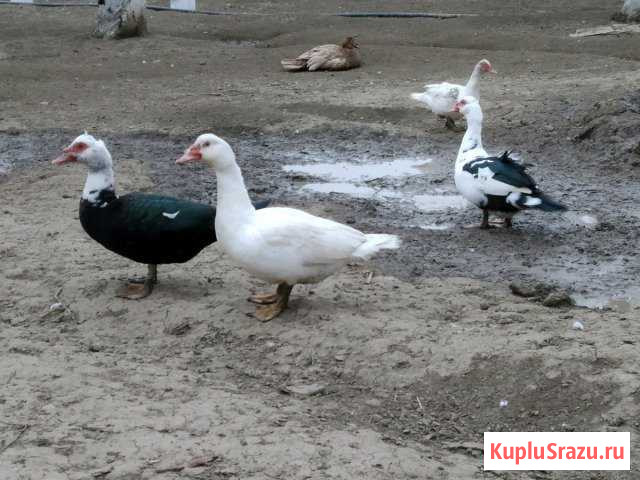 Индоутки Хасавюрт - изображение 1