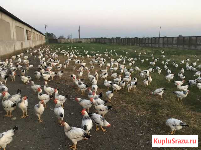 Птичник Нальчик - изображение 1