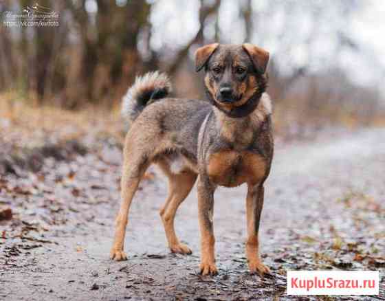 Кася в добрые ручки Обнинск