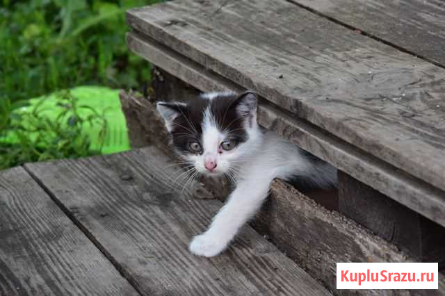 Котята ищут добрые руки Калуга - изображение 1