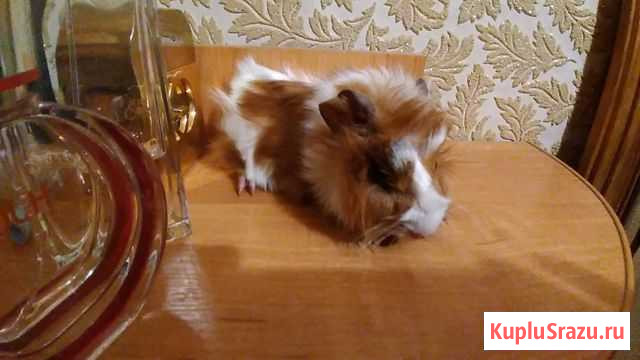Морские свинки Калуга - изображение 1