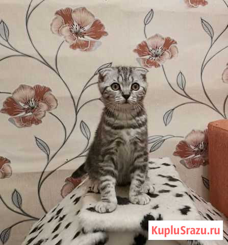 Клубные мальчишки Калуга - изображение 1