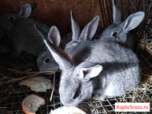 Продам крольчат Калуга - изображение 1
