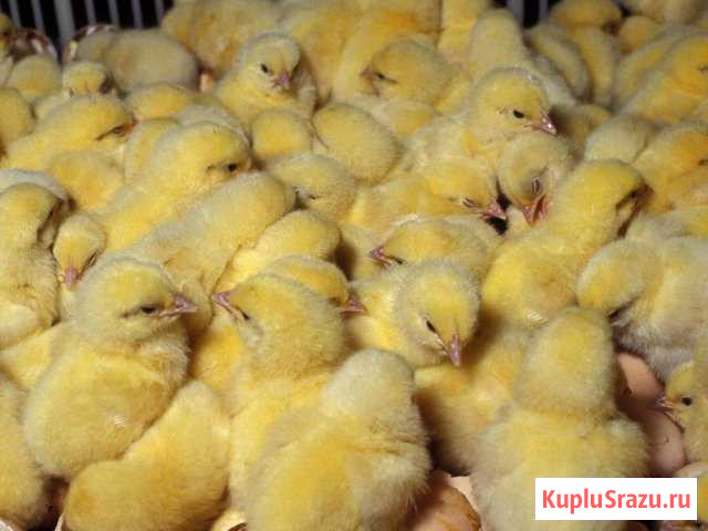 Цыплята бройлеры кобб 500 Рыбное - изображение 1