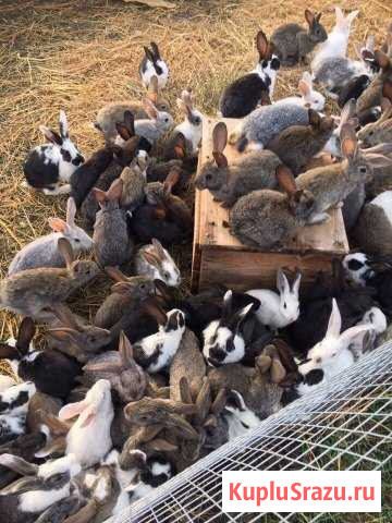 Продам кроликов Саки - изображение 1