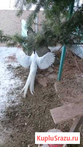 Фазан серебряный, золотой, королевский Красные Ткачи - изображение 1