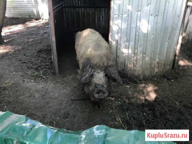 Большие и подростковые поросята, хряк. Мангалица Медвенка - изображение 1