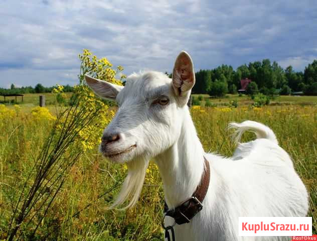 Козы высокоудойные Курск - изображение 1