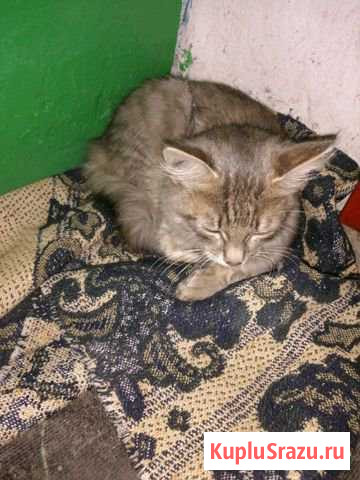 Котик Грязи - изображение 1