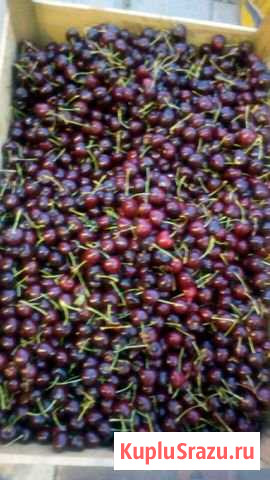 Вишня Оренбург - изображение 1