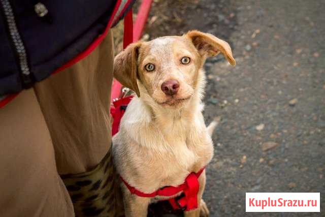 Щенок 5 мес в добрые руки Оренбург - изображение 1