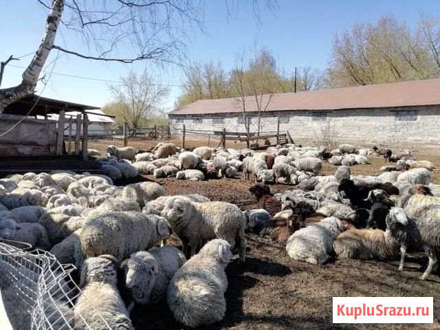 Бараны на Курбан Оренбург Оренбург - изображение 1