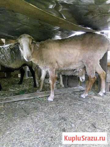 Продаётся баран курдючный, козёл Рязань - изображение 1