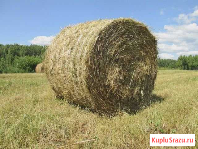 Сено Сарапул - изображение 1