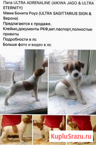 Щенки Джек Рассел терьер,гладкошёрстные,выставочны Ярославль - изображение 1