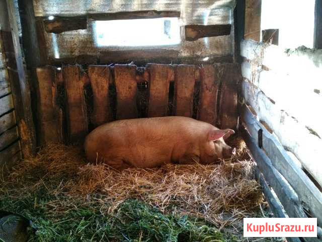 Свинина домашняя натур продукт Новомичуринск - изображение 1