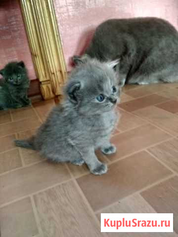 Котята британки Рославль - изображение 1